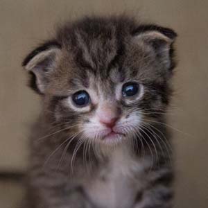 Feline Philosophy: Cats and the Meaning of Life by John Gray